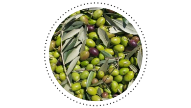 Les particularités de nos huiles d’olives 