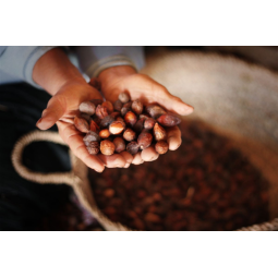 huile d'argan vierge bio